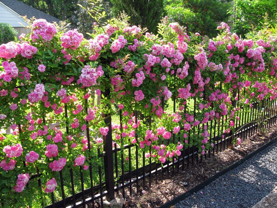Peggy Martin Climbing Rose - Live Plant - ( 1 QT )