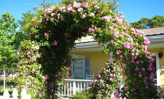 Peggy Martin Climbing Rose - Live Plant - ( 1 QT )