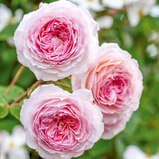 A Combination of 16 Live Rooted Rose Live Plants 3” in a 3" Pot